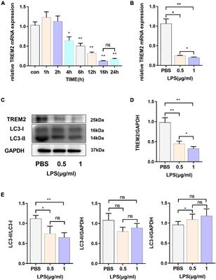 Triggering Receptor Expressed on Myeloid Cells 2 Protects Dopaminergic Neurons by Promoting Autophagy in the Inflammatory Pathogenesis of Parkinson’s Disease